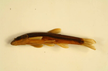 Rhinichthys cataractae-1