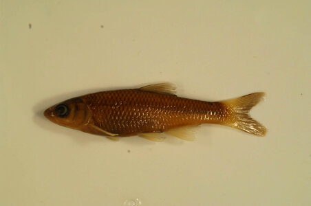 Cyprinella camura