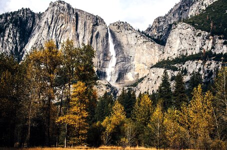 Forest landscape mountain