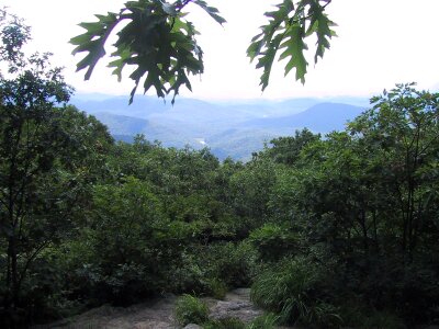 America forest jungle