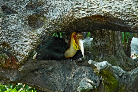 Tropical bird toucan thailand photo