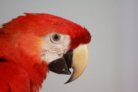Parrot Red Color Bird