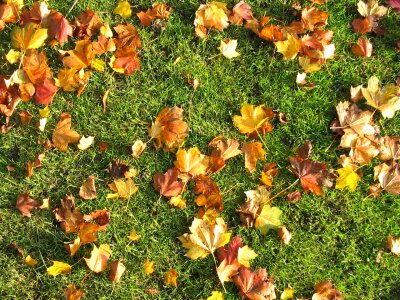 Lawn autumn fall photo
