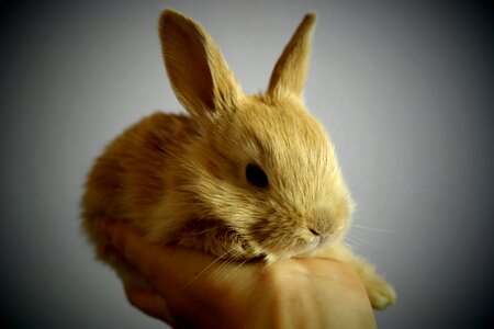 Foot ears holding trust