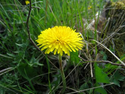 Green spring grass