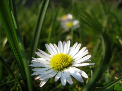 Plant natural blossom