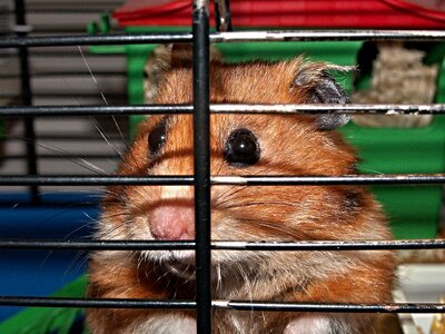 Cheeks captivity rodent