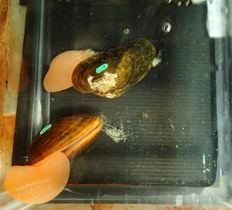 Female brook floater