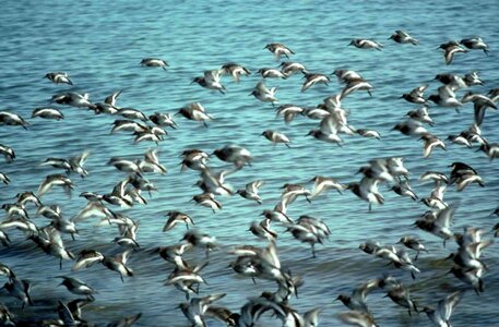 Bird flight flock