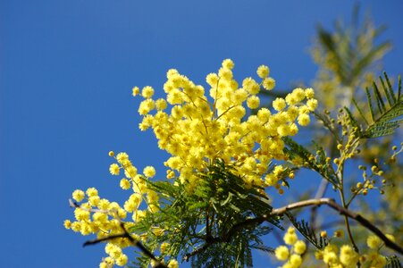 Yellow flower mimosa spring photo
