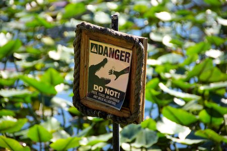 Alligator everglades miami