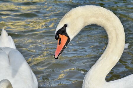 Beak swan waterfowl