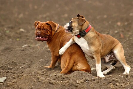 Dog de bordeaux french mastiff moloss photo