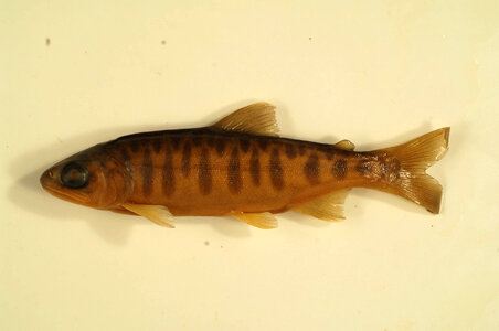 Oncorhynchus tshawytscha-2