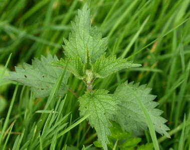 Burning hair plant weed