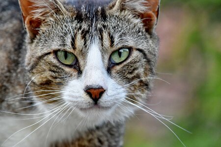 Beautiful Photo domestic cat portrait photo