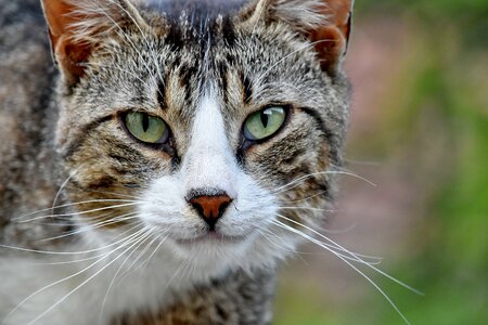 Beautiful Photo domestic cat portrait