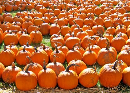 Fall halloween harvest