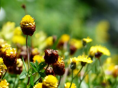 Brown alpine brown dress trifolium badium photo