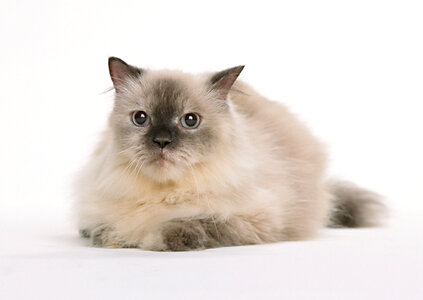 old-style siamese cat photo