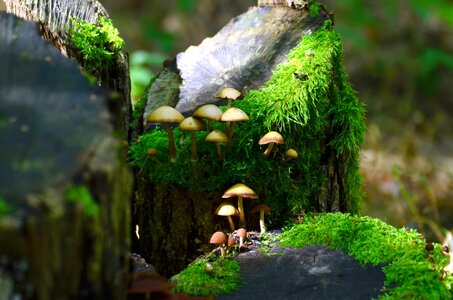 Forest moss mushroom