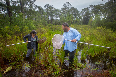 Biologists net a Panama City crayfish-2