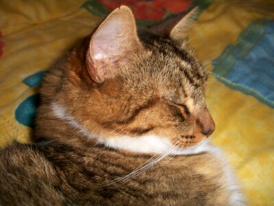 Animal kitten domestic