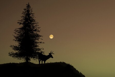 Night moon silhouette photo
