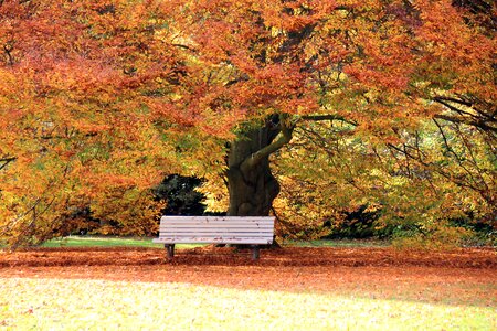 Bank tree away