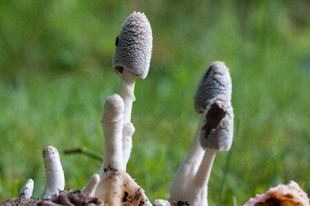 Flocked compost mushroom insect