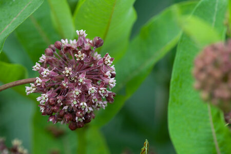 Common Milkweed-1 photo