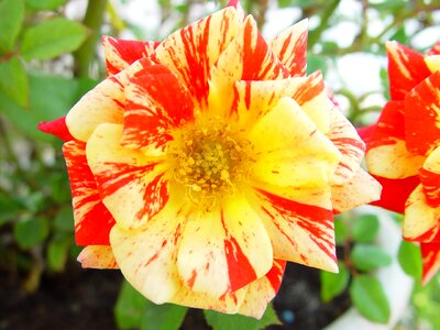 Bloom gold red