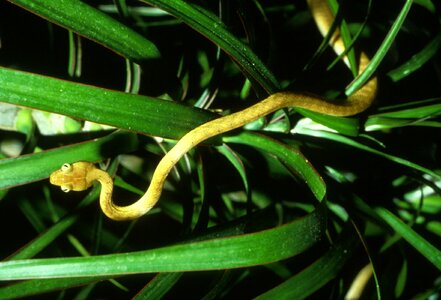 Brown snake tree