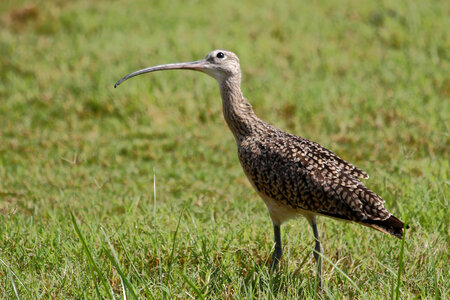 Long-billed Curlew-1 photo