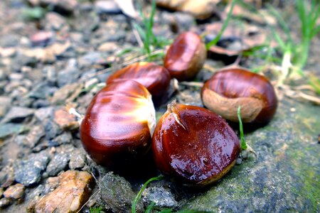 Chestnut chestnut forest october