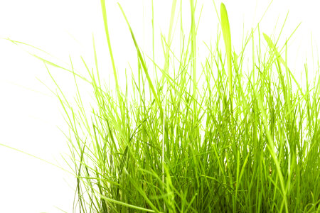 Spring green grass photo