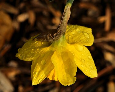 Yellow underside petals hanging down rain drops photo