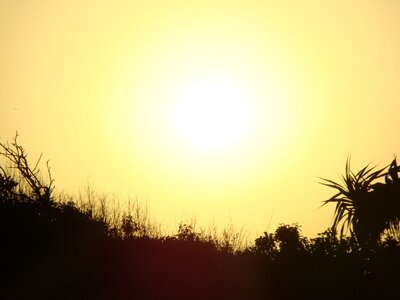 Fireball golden sunshine
