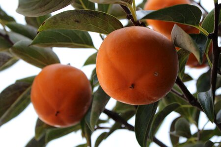 Dried persimmon autumn harvest