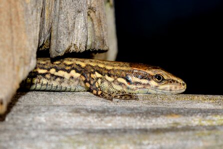 Lizard podarcis muralis