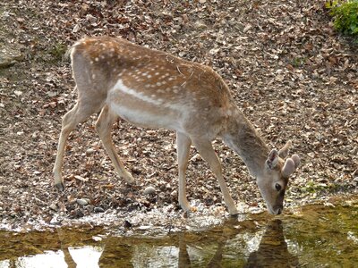 European deer kitz head drawing