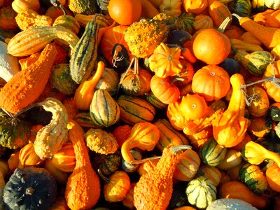 Pumpkin autumn gourd photo