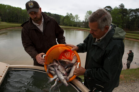 Warm Springs hatchery staff capture channel catfish-3 photo