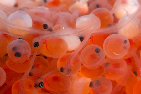 Rainbow trout eggs