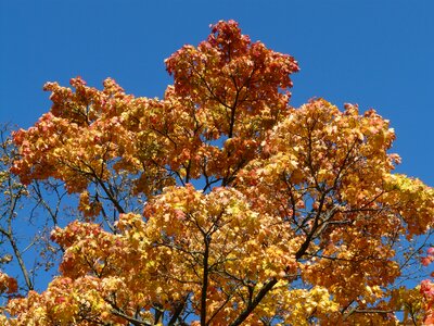 Farbenspiel autumn tree maple photo