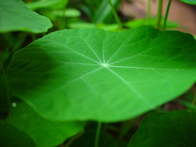 Leaf nasturtium shade