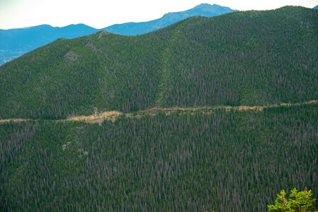 Mountainside full of trees