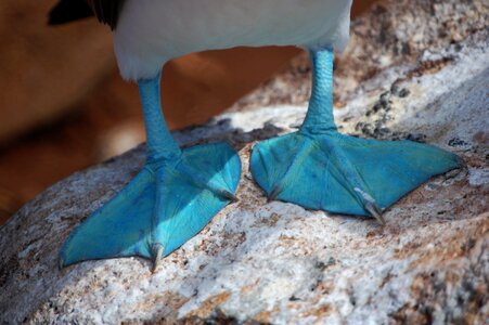 Webbed feet close-up