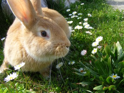 Bunny pets animals photo