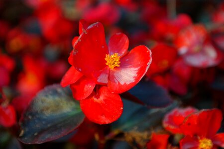 Bloom red macro photo